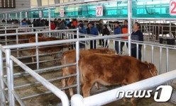 횡성가축경매시장, 새해 첫 한우경매…성공기원