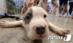 미래헌법에 동물보호규정을 신설해 달라