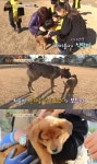 동물농장 학교 다니는 견공 모자, 아이들 사랑 독차지