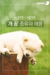 [펫카드]나꿍꼬똥~개꿈꼬똥…개꿈 종류와 해몽