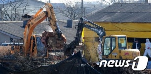 살처분 되는 구제역 발병 돼지들