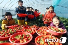 겨울 딸기 맛 보실라우