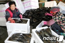 [풍경] 장흥 바다의 보물 키조개