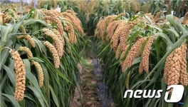 충북농기원, 신품종 잡곡 ‘청풍메조’ 개발