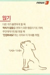 [펫카드]개의 몸짓 언어 카밍 시그널