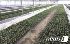 제천시 직영 꽃모장, 새 봄 맞이 준비 한창