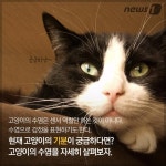 [펫카드] 그냥 털이 아니었네… 고양이 수염의 비밀