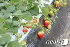 진안 원봉암마을 주명한씨, 겨울딸기 재배 성공