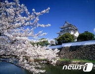 활짝 열린 벚꽃 여행길, 일본 벚꽃놀이 기획전으로