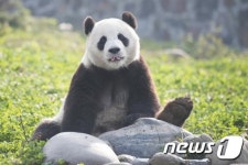 한·중 관계 불투명해도 에버랜드에 판다는 온다
