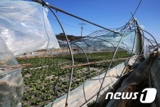 합천군 쌍책면 비닐하우스 11동 돌풍 피해…응급복구