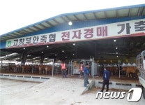 고창부안축협 한우경매 가축시장 개장 월 4회로 늘려