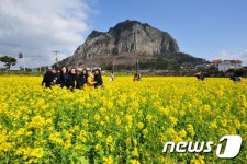 제주 산방산에 찾아 온 봄
