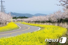 제주 봄 정취에 ‘풍덩’…유채꽃축제 4월 9∼10일