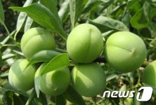 순천시, 지역 음식점에 순천매실 엑기스 공급