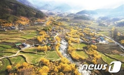 제17회 구례산수유꽃축제 3월 19∼27일 개최