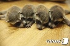 한화 아쿠아플라넷 여수, 라쿤 네 쌍둥이 탄생