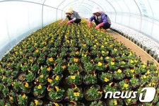 노란 꽃망울 터뜨린 비올라