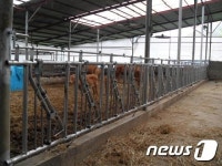 강원도 축사 절반 무허가…5년 경과시 이행강제금