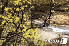 제17회 구례산수유꽃축제 19~27일…문화행사 다채