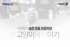 [펫카드] 사람들의 맘을 어루만지던 고양이 이야기