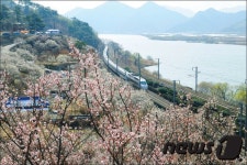 원동 매화꽃 보러 기차타고 오세요