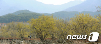 산수유가 전하는 봄소식