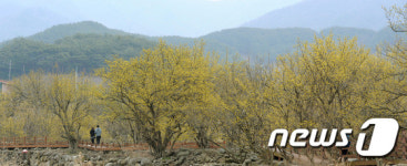 노랗게 물든 산수유마을