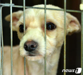 순천시, 유기견 관리 소홀 동물 보호소 위탁 해지