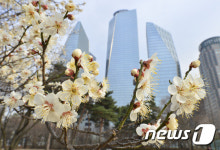 도심에 찾아온 봄