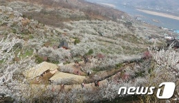 상춘객 맞이하는 섬진강 매화마을