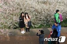 섬진강 매화마을에서 찰칵!