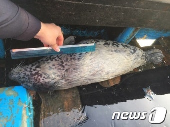 그물에 걸려 죽은 천연기념물 '점박이물범' 발견
