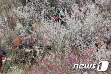 원동 활짝 핀 매화