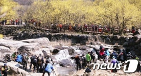 산수유 꽃길 걷는 관광객…사진 촬영 열기도 후끈