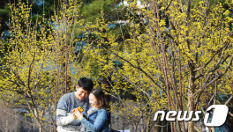 노란 산수유와 함께한 연인