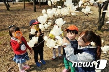 [풍경] 이게 목련꽃이야 광양제철 주택단지 봄꽃 활짝