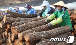 버섯 종균 넣기 분주한 농민들