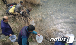 밀양시, 산외면 희곡보에 ‘은어치어’ 3만여마리 방류