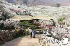 최다 관광객 광양매화축제 교통대책 평가 엇갈려