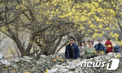 기분이 좋아지는 산수유 꽃길