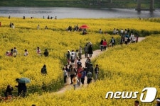 4월엔 나주로…유채꽃·홍어·보리 봄 축제 다채
