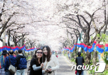 제주 왕벚꽃 즐기는 외국인 관광객