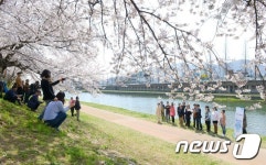 [포토] 순천 동천 벚꽃 길 따라 노래 나들이