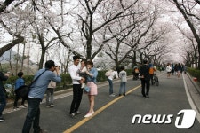 [포토] 벚꽃터널 이룬 광양제철소 백운대 진입도로
