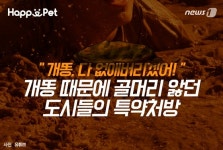 [펫카드]나 똥 밟았어…개똥과의 전쟁 선포한 도시들