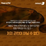 [펫카드]나 똥 밟았어…개똥과의 전쟁 선포한 도시들