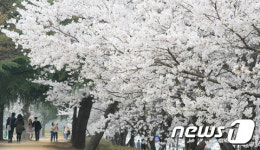 벚꽃 만발한 대전 카이스트