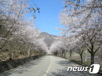 영동군 양산면 호탄리 벚꽃문화축제 10일 열려