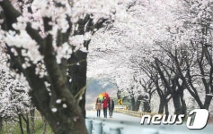 50리 벚꽃길 걸어요